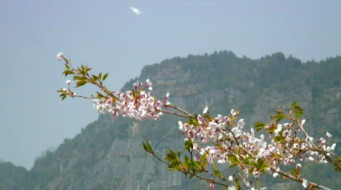 Cherry blossoms and mountainside Stock Footage 349591