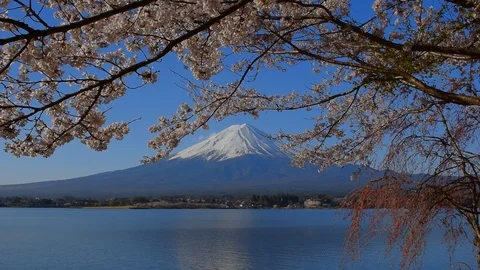 Cherry blossoms and Mt. Fuji from Lake"Kawaguchiko" Japan Stock Footage 88263272