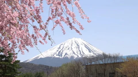 Cherry blossoms and Mt. Fuji in JAPAN Stock Footage 308203352