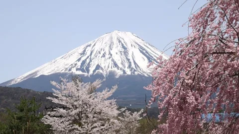 Cherry blossoms and Mt. Fuji in JAPAN Stock Footage 308203438