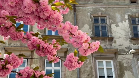 Cherry blossoms and petals flutter in the wind against the backdrop of an old Stock Footage 272143476