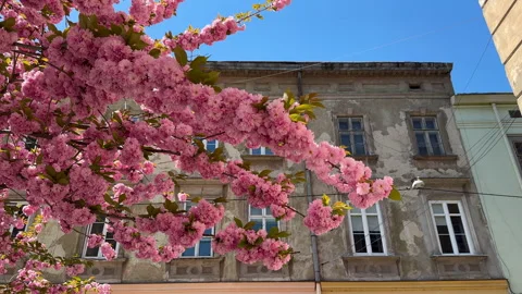 Cherry blossoms and petals flutter in the wind against the backdrop of an old Stock Footage 272240179