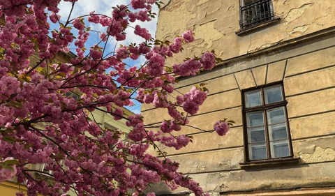 Cherry blossoms and petals flutter in the wind against the backdrop of an old Stock Footage 273371923