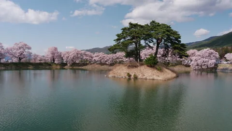 Cherry Blossoms and Pine Trees Reflected in a Pond (Time Lapse) Stock-Footage 130934259