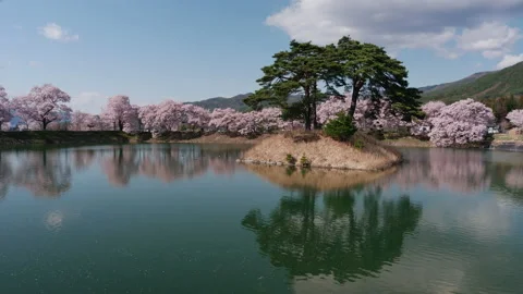 Cherry Blossoms and Pine Trees Reflected in a Pond (Real Time) Stock Footage 130990848