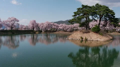 Cherry Blossoms and Pine Trees Reflected in a Pond (Real Time/Panning) Stock Footage 130990868