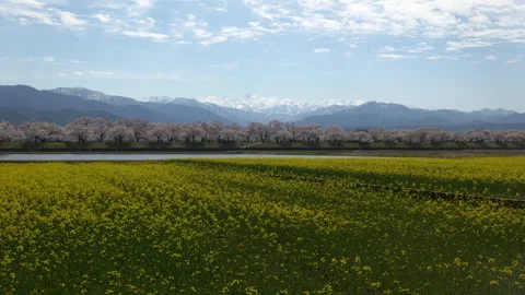 Cherry Blossoms and Rape Seed Blossoms with Snowy Mountains in the Background Stock-Footage 276620012