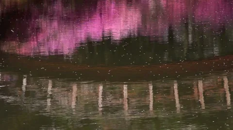 Cherry blossoms and rhododendron reflected in the river. Stock Footage 7765518