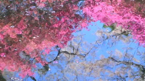 Cherry blossoms and rhododendron reflected in the river. Stock Footage 7765563