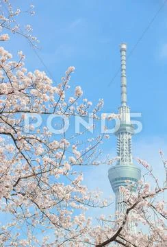 Cherry blossoms and Skytree tower Stock Photos
