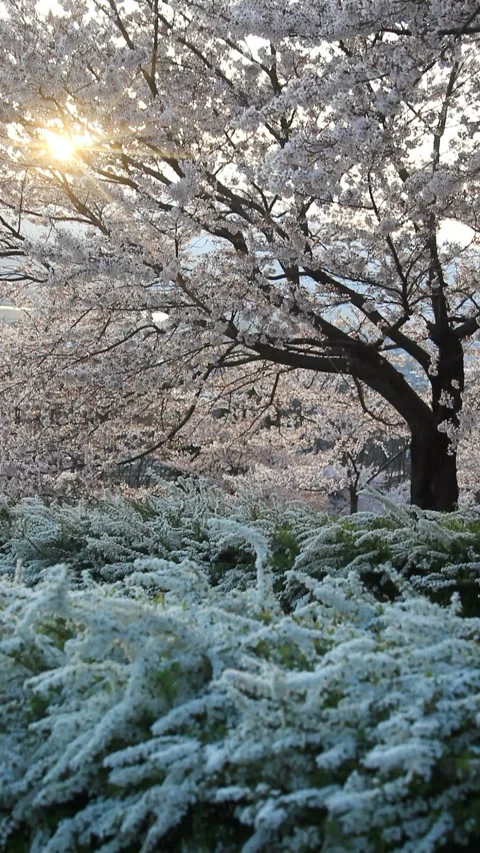 Cherry Blossoms and Snowbell in the Breeze with Sunlight Filtering Through at 库存影片 330180403