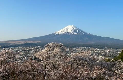 Cherry Blossoms and Snowcapped Mountain View. Stock Photos