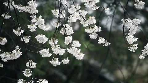Cherry blossoms and spring rain Stock Footage 152408927