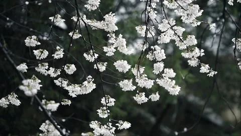 Cherry blossoms and spring rain Stock Footage 152408933