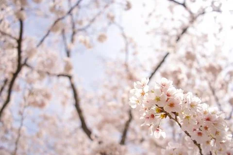 Cherry Blossoms and Spring Sky Stock Photos