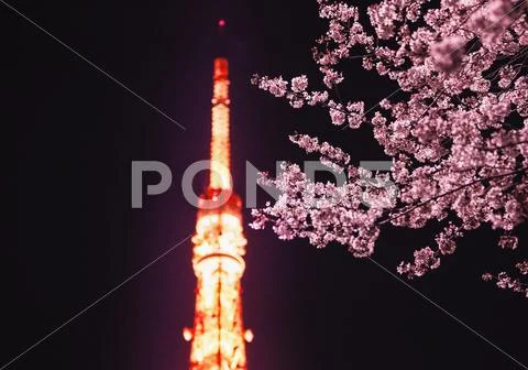 Cherry blossoms and Tokyo tower Stock Photos