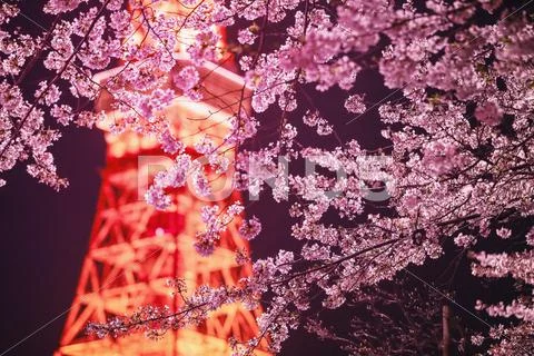 Cherry blossoms and Tokyo tower Stock Photos