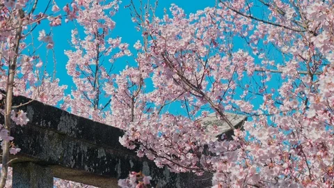 Cherry blossoms and Torii gate of temple  in Nagano, Japan 스톡 동영상 106946887