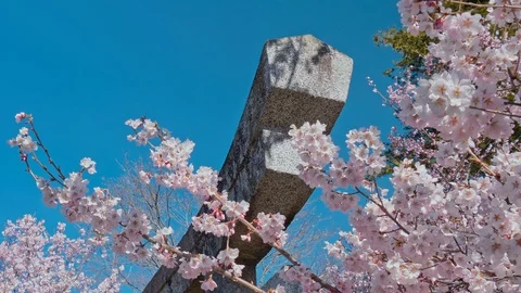 Cherry blossoms and Torii gate of temple  in Nagano, Japan Stock Footage 106946997