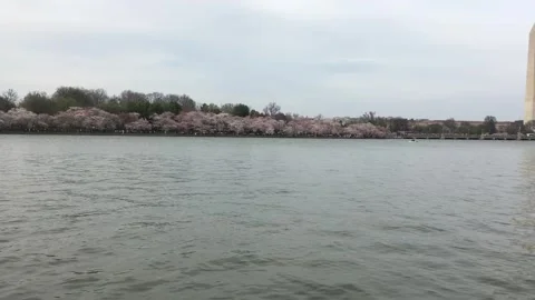 Cherry Blossoms and Washington DC Monument pan Stock Footage 296911657
