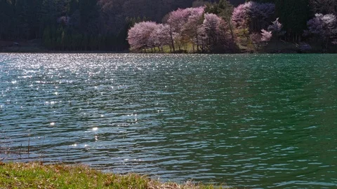 The cherry blossoms and water surface of Lake Nakatsuna glow in the back light Stock Footage 107491205