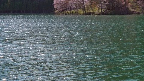 The cherry blossoms and water surface of Lake Nakatsuna glow in the back light Stock Footage 107491346