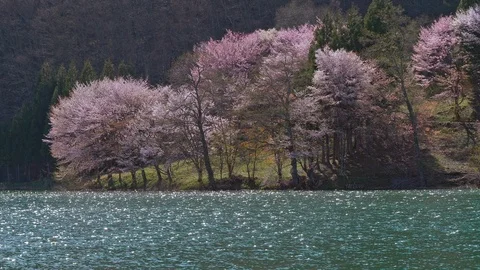 The cherry blossoms and water surface of Lake Nakatsuna glow in the back light Stock Footage 107491634