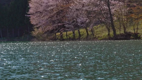 The cherry blossoms and water surface of Lake Nakatsuna glow in the back light Stock Footage 107492507
