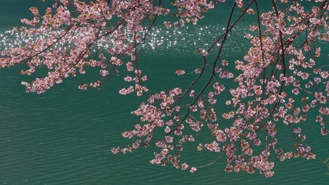 The cherry blossoms and water surface of Lake Nakatsuna glow in the back light Video stock 107493547