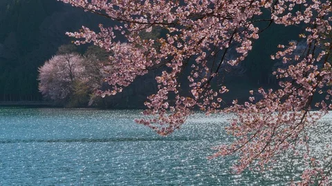 The cherry blossoms and water surface of Lake Nakatsuna glow in the back light Stock Footage 107494548