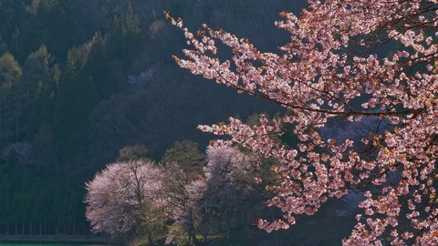 The cherry blossoms and water surface of Lake Nakatsuna glow in the back light Stock Footage 107494694