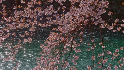 The cherry blossoms and water surface of Lake Nakatsuna glow in the back light Stock Footage 107495676