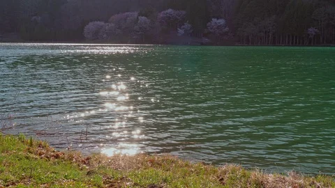 The cherry blossoms and water surface of Lake Nakatsuna glow in the back light Stock Footage 107495954