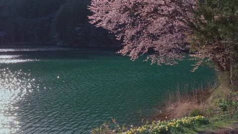 The cherry blossoms and water surface of Lake Nakatsuna glow in the back light Stock Footage 107496291