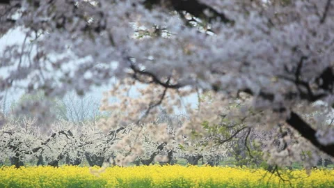 Cherry Blossoms, Apple Orchards in Bloom, and Fields of Rape Blossoms 스톡 동영상 330186034