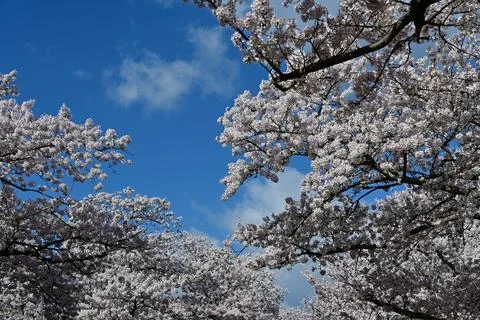 Cherry Blossoms Arch in Full Bloom with Vibrant Blue Sky, Spring Landscape Stock Photos
