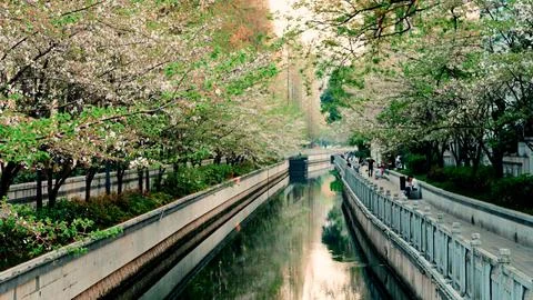 Cherry blossoms arching over tranquil city canal Stock Photos