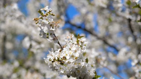 Cherry blossoms are beautiful. Delicate freshness of white flowers on the tree. Stock Footage 129253629