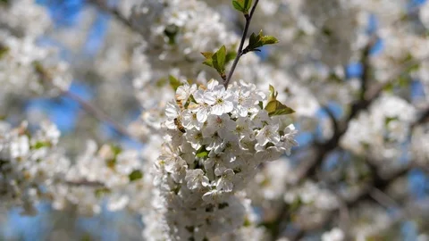 Cherry blossoms are beautiful. Delicate freshness of white flowers on the tree. Stock Footage 129253631