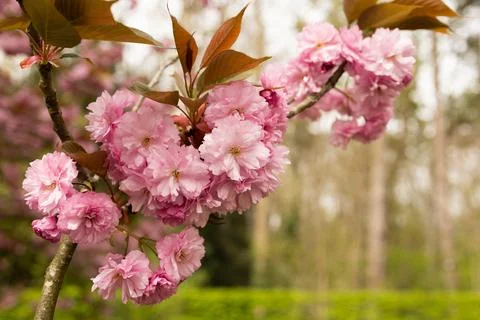 The cherry blossoms are in bloom. Stock Photos