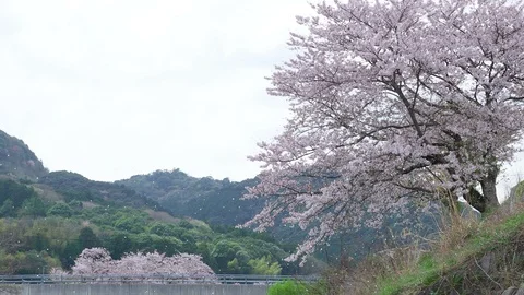 Cherry blossoms are falling. Stock Footage 98236282