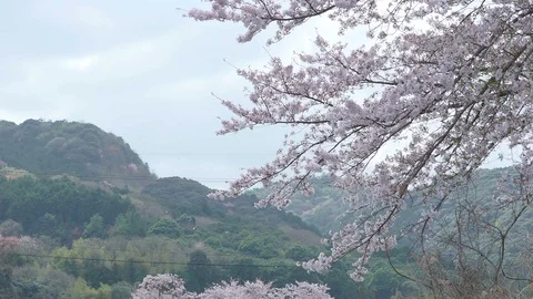 Cherry blossoms are falling. Stock Footage 98240980