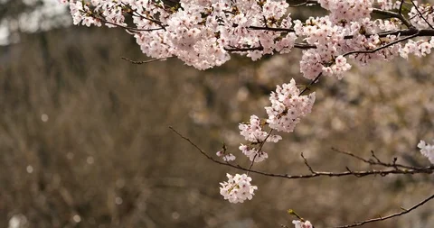 Cherry blossoms are falling. Stock Footage 119008764