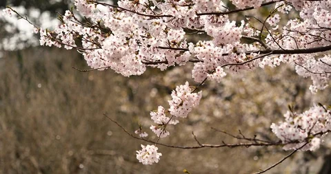 Cherry blossoms are falling. Stock Footage 119140596