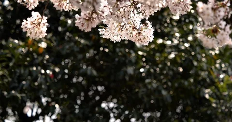 Cherry blossoms are falling. Video stock 121014935