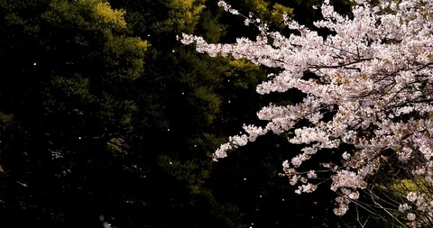 Cherry blossoms are falling. Video stock 121025644