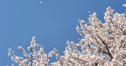Cherry blossoms are falling. Video stock 121657668