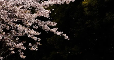 Cherry blossoms are falling. Stock Footage 122232466