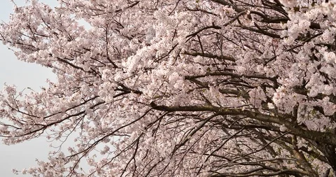 Cherry blossoms are falling. Stock Footage 122268189