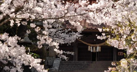 Cherry blossoms are fluttering in the soft breeze. Stock Footage 117579577